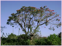 Beautiful Acaciawood Tree in the backyard of the Zimbali Holiday Home's Acaciawood villa